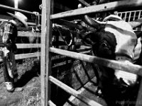 Derick Costa Jr., 10, is nervous as he waits for his first bull ride at the final event in the New England Rodeo championship in Norton, MA.